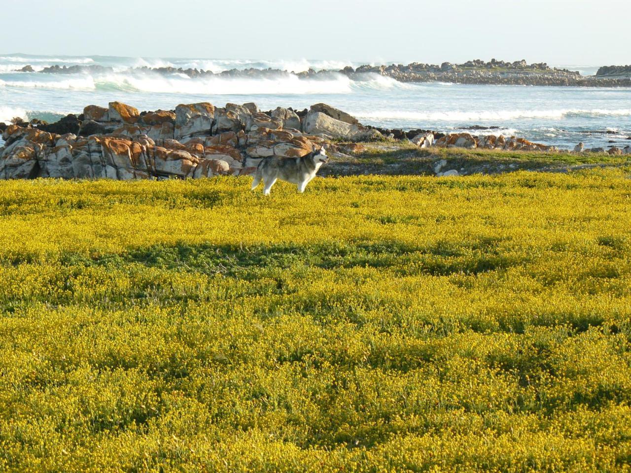 House Of 2 Oceans Apartment Agulhas Exterior photo